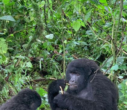 When’s the best time to trek gorillas?
