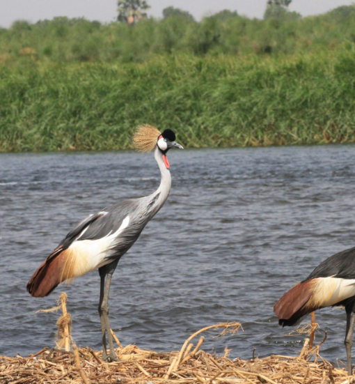 Is Uganda Good for Birdwatching?