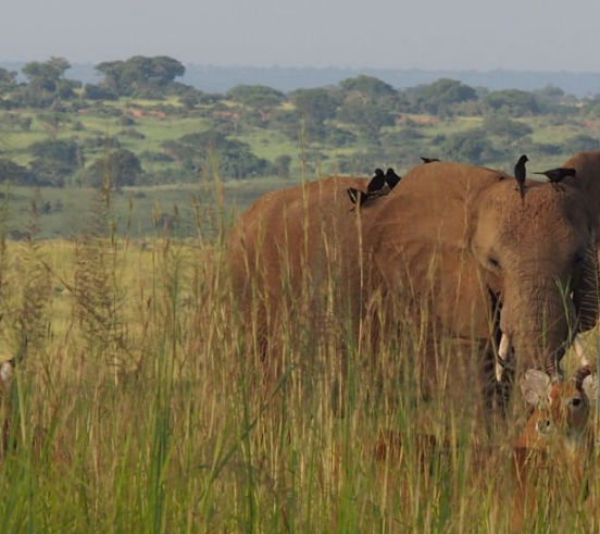 How Do I Book a Uganda Safari? Your Ultimate Guide to an Unforgettable Adventure