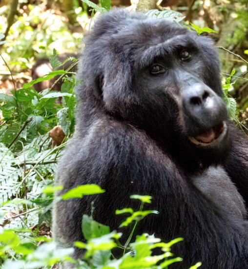 How to Book a Uganda Gorilla Permit: Your Ultimate Guide to an Unforgettable Adventure.