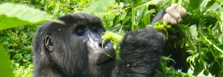 Bwindi vs. Mgahinga: An Inspirational Journey Through Uganda’s Gorilla Trekking Paradises