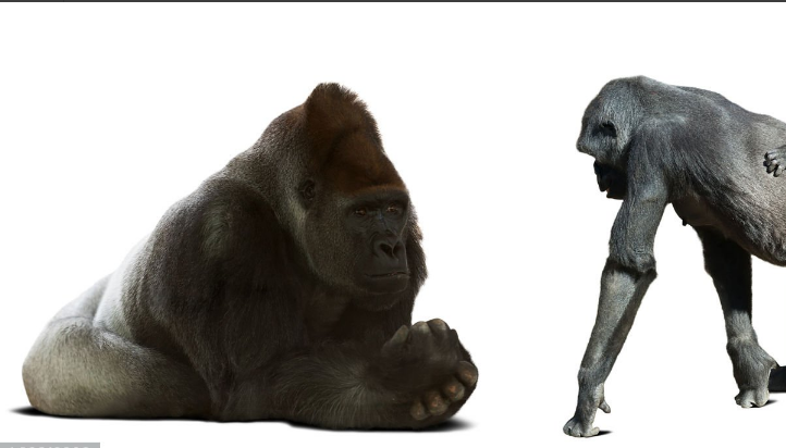 Can I Touch Gorillas? The Inspiring Truth Behind Connecting with Nature’s Gentle Giants