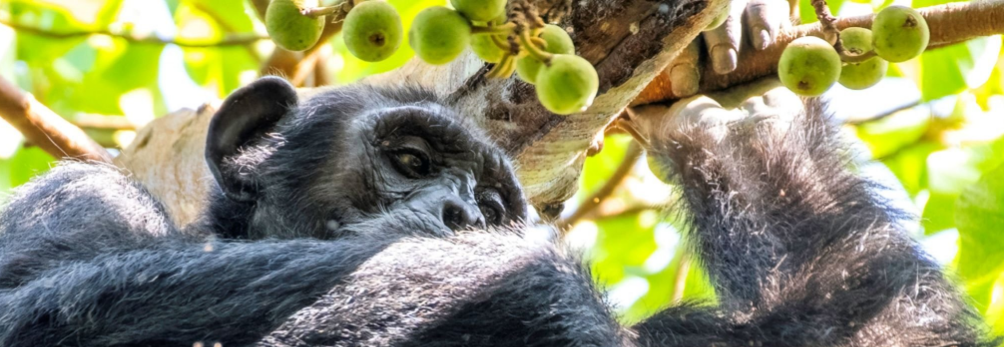 Can I see chimpanzees in Uganda?