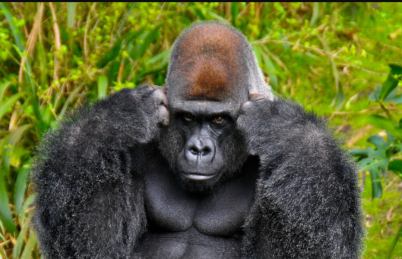 What If I Don’t Find Gorillas?