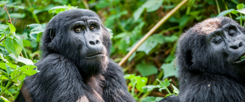 How close can I get to gorillas?