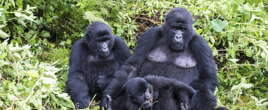 How are gorilla groups assigned?