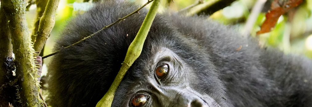 How Do Gorilla Permits Support Conservation?