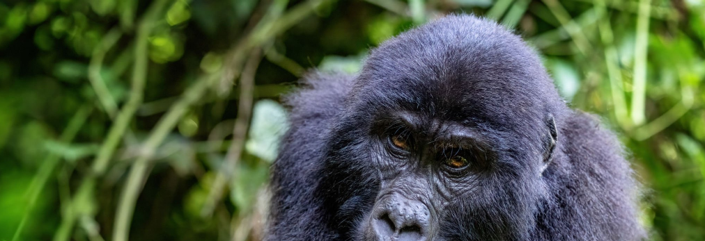 How long is a gorilla trek?