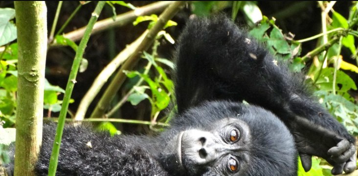 Where is gorilla trekking available?