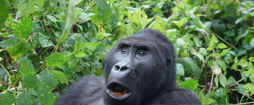 What’s the Best Gorilla Trekking Blog? A Journey of Inspiration and Adventure