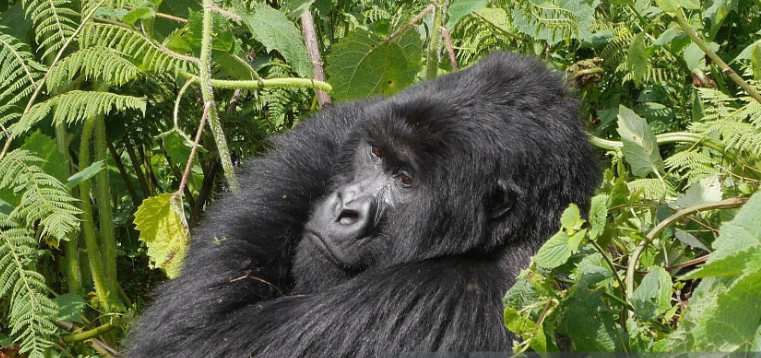 What’s the Best Gorilla Trekking Book? A Journey Through Words and Wild Adventures