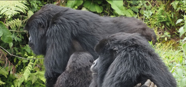 Is gorilla trekking dangerous?