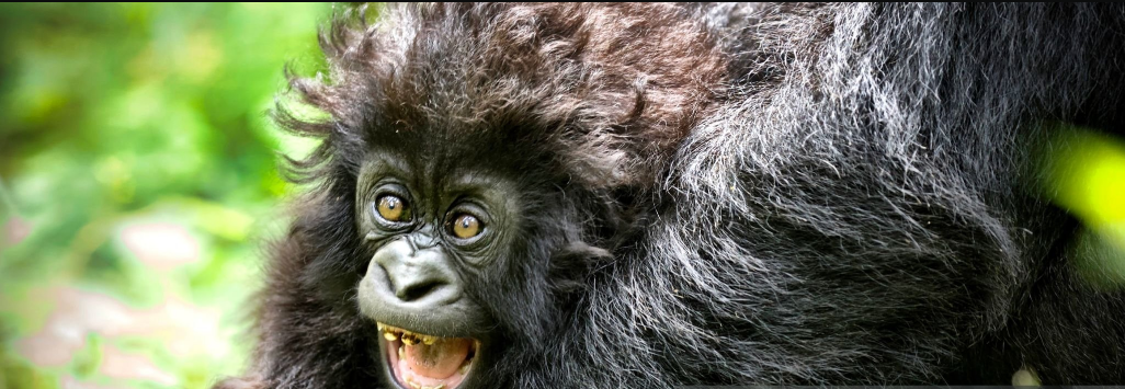 Why is Gorilla Trekking Expensive?