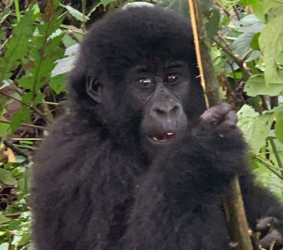 Can I hire gorilla trekking porters?