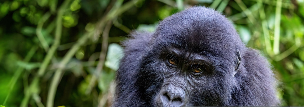 How Strict Are Gorilla Trekking Rules?