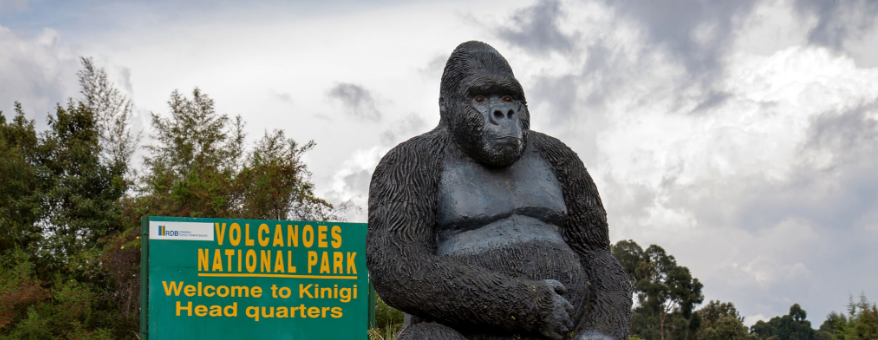 Can I Bring a Gorilla Trekking Souvenir?