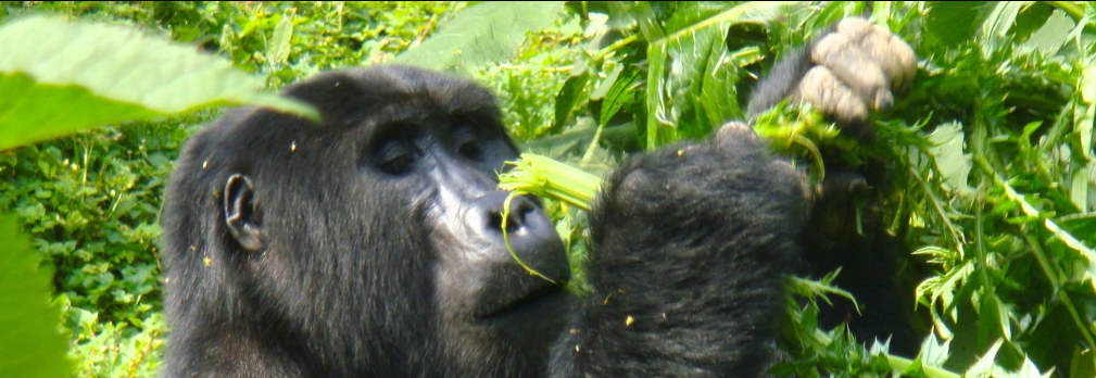 How fit must I be for gorilla trekking?