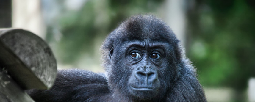 Can I Visit Gorillas in April? A Journey of Inspiration and Adventure