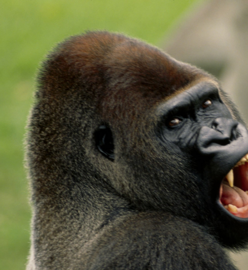 Are Gorillas Aggressive? Unraveling the Truth Behind Their Nature