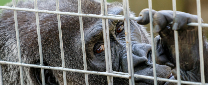 Can I See Gorillas in Captivity?