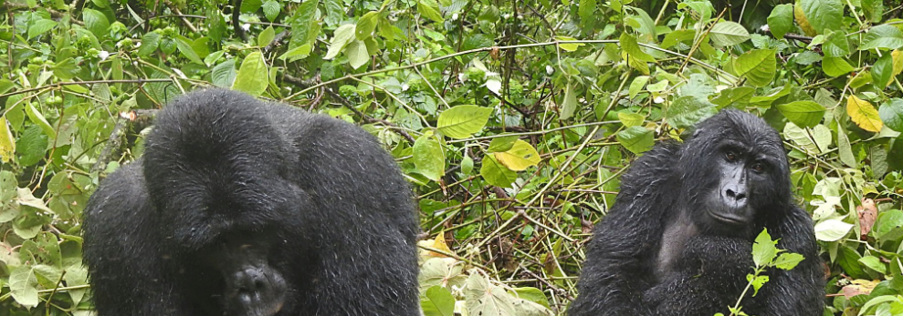 Are gorilla permits refundable?