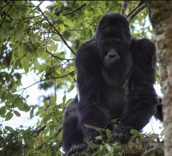 Do Gorilla Permits Sell Out? The Inspiring Truth Behind Securing Your Dream Trek