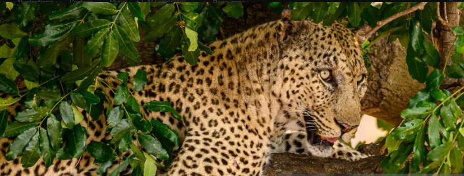 Can I See Leopards in Uganda?