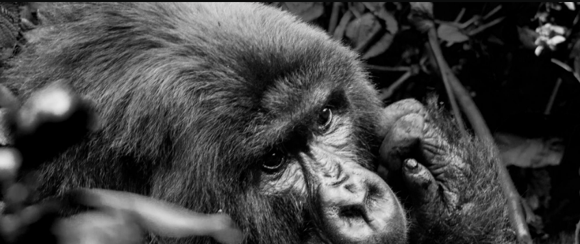 What’s the Longest Gorilla Trek?