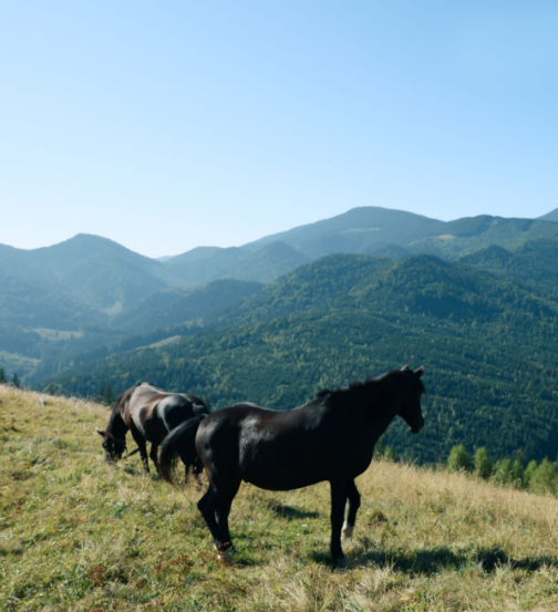 Can I See Other Wildlife While Trekking?