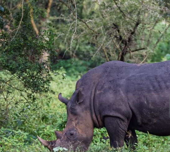 Can I see rhinos in Uganda?