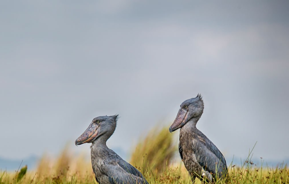 Where to See Shoebill Storks: A Journey into the Heart of Africa’s Wetlands