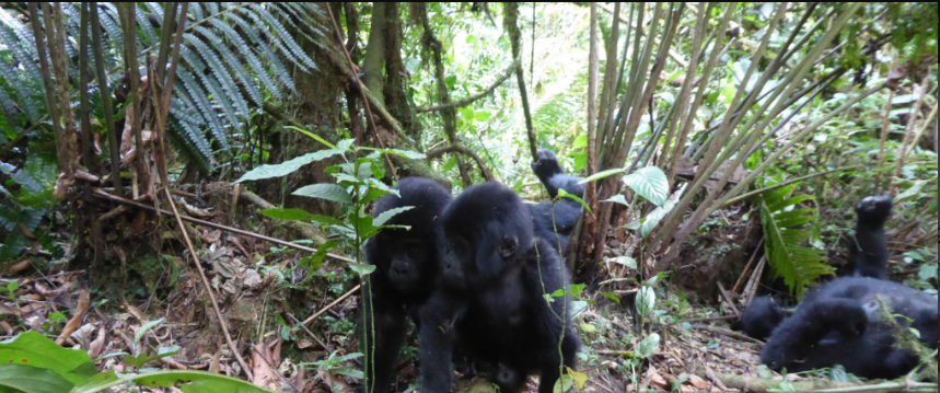 What’s the shortest gorilla trek?