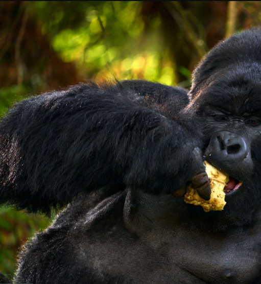 Can I Bring Snacks Gorilla Trekking? A Guide to Fueling Your Adventure