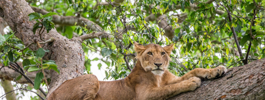 Where are tree-climbing lions in Uganda?