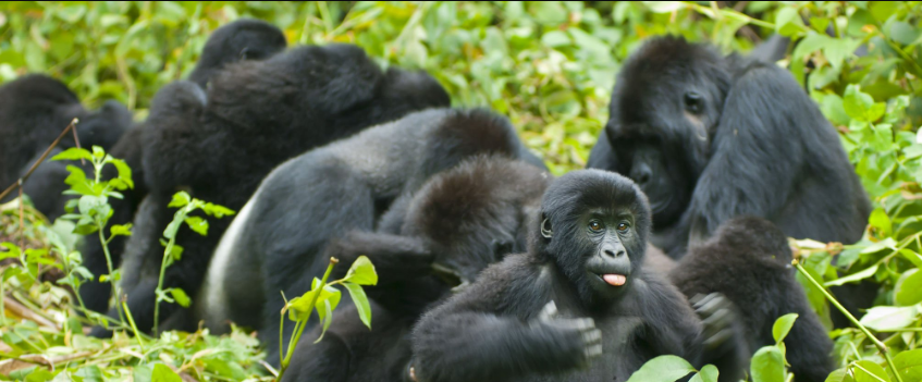 Can I Trek Gorillas Alone? A Journey of Courage, Connection, and Self-Discovery