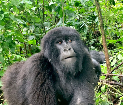 Can I trek gorillas in December?