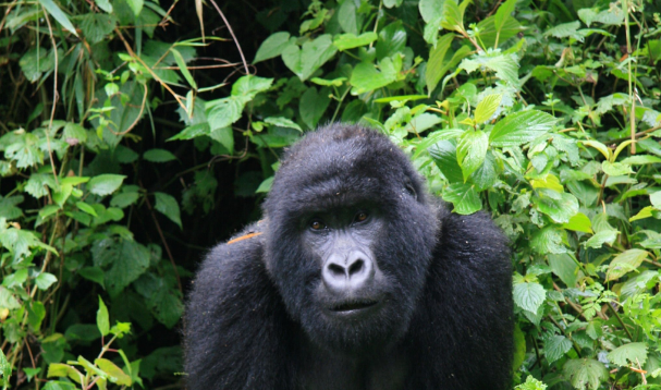 Can I Trek Gorillas in June? Your Ultimate Guide to an Unforgettable Adventure