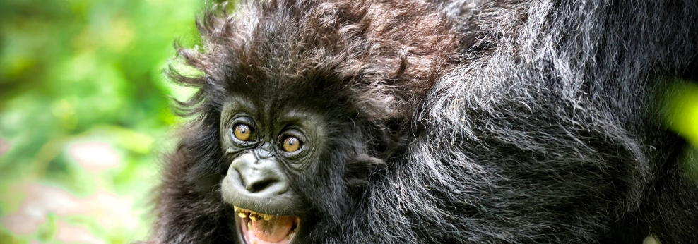 Can children trek gorillas?