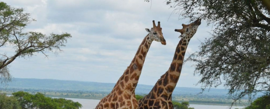 What’s Uganda’s Best Safari Park?