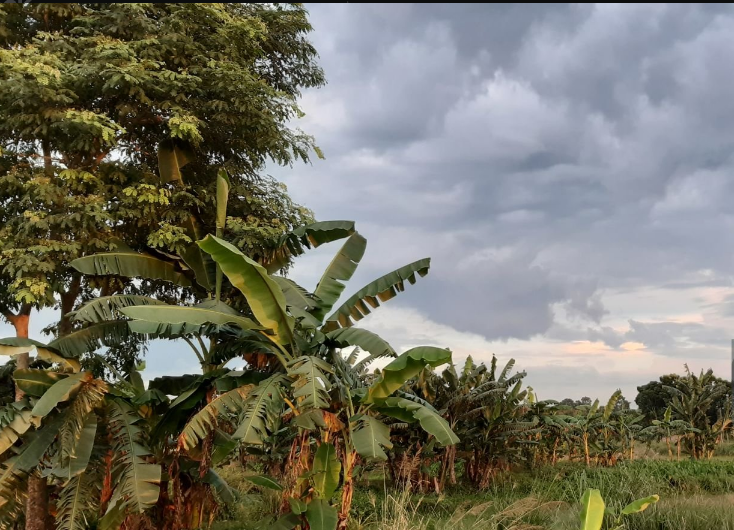 What’s Uganda’s Weather Like?