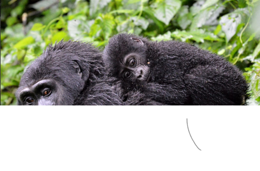 What vaccines are needed for gorilla trekking?