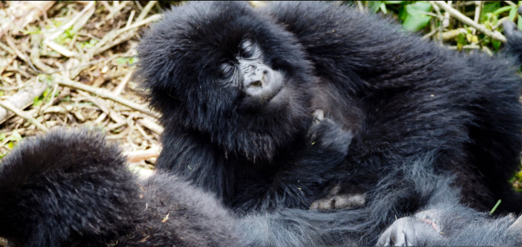 Can I Volunteer with Gorillas? A Life-Changing Opportunity to Make a Difference