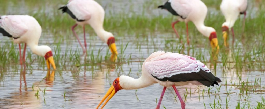 A variety of birds in Lake Manyara, including flamingos, pelicans, and raptors, soaring and foraging in the wild.