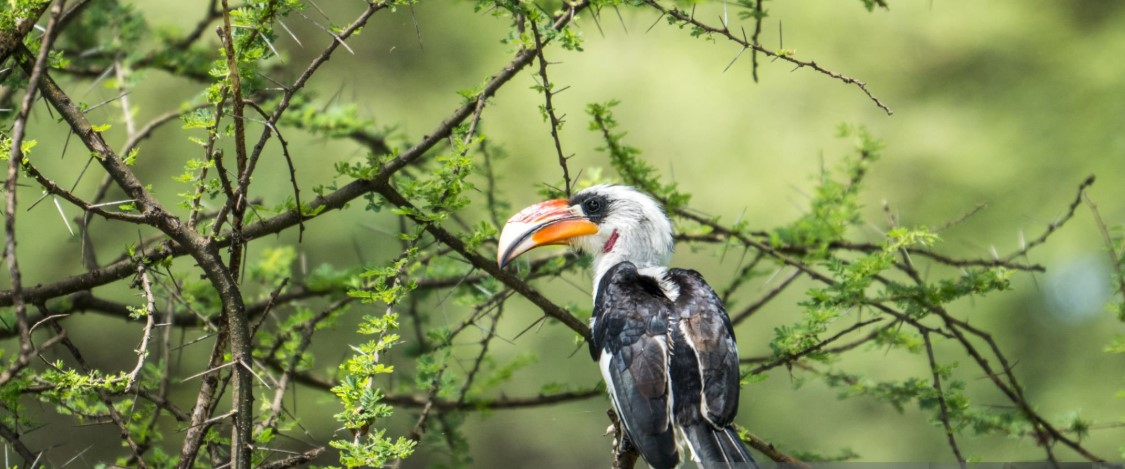 Colorful birds in Tarangire National Park