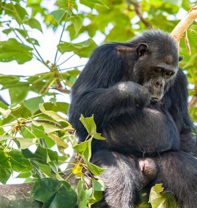 A wild chimpanzee sitting peacefully on a tree branch in Gombe Stream National Park, surrounded by dense green forest.