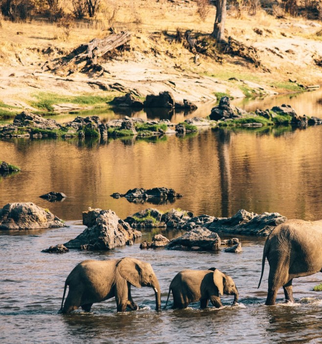 Elephants crossing a dry riverbed in Ruaha National Park under a blue sky.