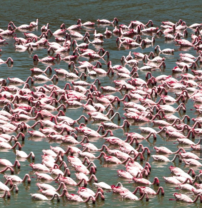 A flock of flamingos feeding along the shores of Lake Manyara, with vibrant pink feathers and serene waters.