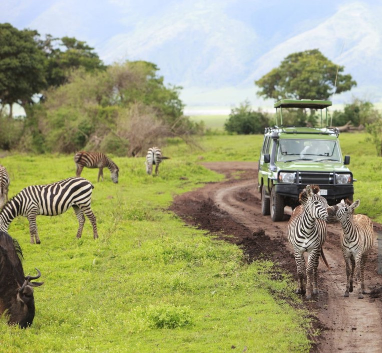 A thrilling game drive through Tanzania’s Serengeti, spotting wildlife in their natural habitat during an unforgettable safari.