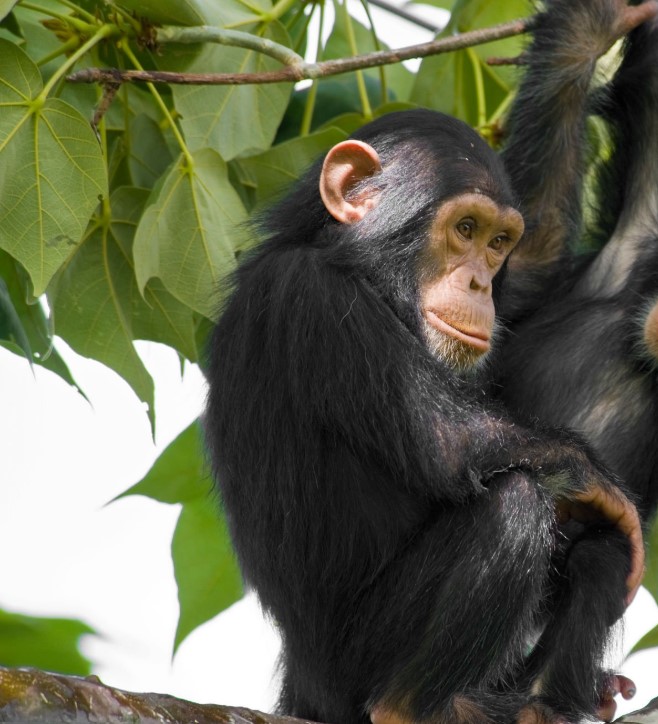 A wild chimpanzee in Gombe Stream National Park sitting in a tree amid lush green forest.