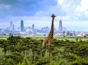 Wondering if it's safe to visit Kenya? Discover expert safari tips for a secure and unforgettable trip.